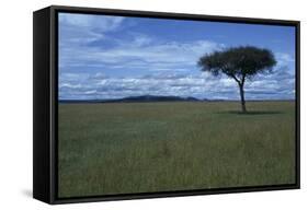 Acacia Tree on the Savanna-DLILLC-Framed Stretched Canvas