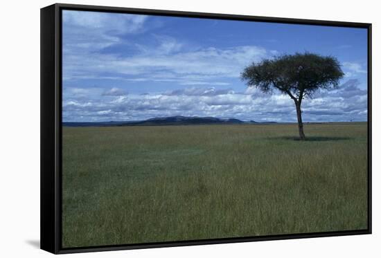 Acacia Tree on the Savanna-DLILLC-Framed Stretched Canvas