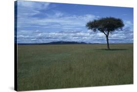 Acacia Tree on the Savanna-DLILLC-Stretched Canvas