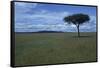 Acacia Tree on the Savanna-DLILLC-Framed Stretched Canvas