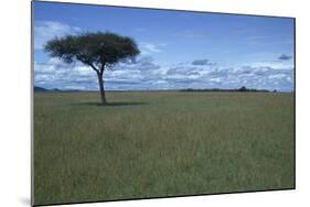 Acacia Tree on the Savanna-DLILLC-Mounted Photographic Print