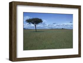 Acacia Tree on the Savanna-DLILLC-Framed Photographic Print