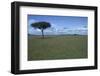 Acacia Tree on the Savanna-DLILLC-Framed Photographic Print