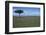 Acacia Tree on the Savanna-DLILLC-Framed Photographic Print