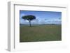 Acacia Tree on the Savanna-DLILLC-Framed Photographic Print