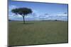 Acacia Tree on the Savanna-DLILLC-Mounted Photographic Print