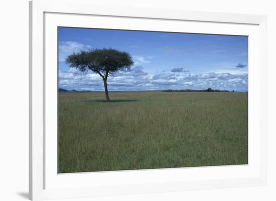 Acacia Tree on the Savanna-DLILLC-Framed Photographic Print