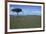 Acacia Tree on the Savanna-DLILLC-Framed Photographic Print