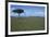 Acacia Tree on the Savanna-DLILLC-Framed Photographic Print