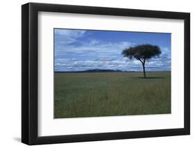 Acacia Tree on the Savanna-DLILLC-Framed Photographic Print