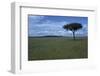 Acacia Tree on the Savanna-DLILLC-Framed Photographic Print