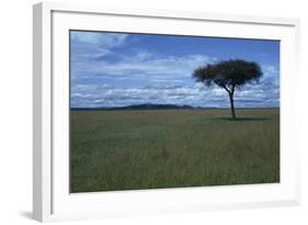 Acacia Tree on the Savanna-DLILLC-Framed Photographic Print