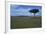 Acacia Tree on the Savanna-DLILLC-Framed Photographic Print