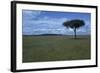 Acacia Tree on the Savanna-DLILLC-Framed Photographic Print