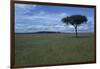 Acacia Tree on the Savanna-DLILLC-Framed Photographic Print