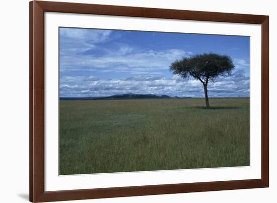 Acacia Tree on the Savanna-DLILLC-Framed Photographic Print