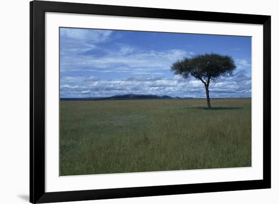 Acacia Tree on the Savanna-DLILLC-Framed Photographic Print