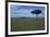 Acacia Tree on the Savanna-DLILLC-Framed Photographic Print