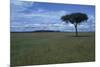 Acacia Tree on the Savanna-DLILLC-Mounted Photographic Print
