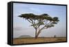 Acacia Tree, Serengeti National Park, Tanzania, East Africa, Africa-James Hager-Framed Stretched Canvas