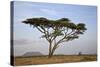 Acacia Tree, Serengeti National Park, Tanzania, East Africa, Africa-James Hager-Stretched Canvas