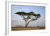 Acacia Tree, Serengeti National Park, Tanzania, East Africa, Africa-James Hager-Framed Photographic Print