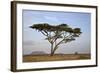 Acacia Tree, Serengeti National Park, Tanzania, East Africa, Africa-James Hager-Framed Photographic Print