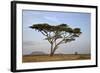 Acacia Tree, Serengeti National Park, Tanzania, East Africa, Africa-James Hager-Framed Photographic Print