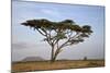 Acacia Tree, Serengeti National Park, Tanzania, East Africa, Africa-James Hager-Mounted Photographic Print