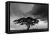 Acacia Tree, Serengeti National Park, Tanzania-Art Wolfe-Framed Stretched Canvas