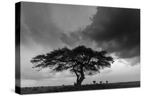 Acacia Tree, Serengeti National Park, Tanzania-Art Wolfe-Stretched Canvas