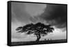 Acacia Tree, Serengeti National Park, Tanzania-Art Wolfe-Framed Stretched Canvas