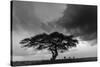 Acacia Tree, Serengeti National Park, Tanzania-Art Wolfe-Stretched Canvas