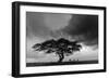 Acacia Tree, Serengeti National Park, Tanzania-Art Wolfe-Framed Photographic Print