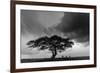 Acacia Tree, Serengeti National Park, Tanzania-Art Wolfe-Framed Photographic Print