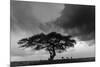 Acacia Tree, Serengeti National Park, Tanzania-Art Wolfe-Mounted Photographic Print