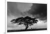 Acacia Tree, Serengeti National Park, Tanzania-Art Wolfe-Framed Photographic Print