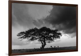 Acacia Tree, Serengeti National Park, Tanzania-Art Wolfe-Framed Photographic Print