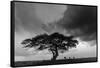 Acacia Tree, Serengeti National Park, Tanzania-Art Wolfe-Framed Stretched Canvas