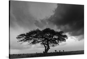 Acacia Tree, Serengeti National Park, Tanzania-Art Wolfe-Stretched Canvas