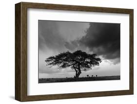 Acacia Tree, Serengeti National Park, Tanzania-Art Wolfe-Framed Photographic Print