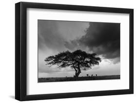 Acacia Tree, Serengeti National Park, Tanzania-Art Wolfe-Framed Photographic Print