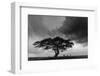 Acacia Tree, Serengeti National Park, Tanzania-Art Wolfe-Framed Photographic Print