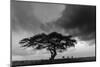 Acacia Tree, Serengeti National Park, Tanzania-Art Wolfe-Mounted Photographic Print