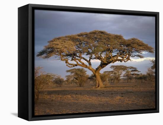 Acacia Tree, Serengeti, Tanzania, East Africa, Africa-Sassoon Sybil-Framed Stretched Canvas