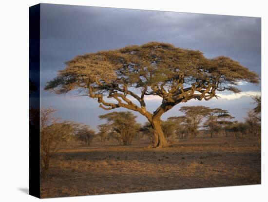 Acacia Tree, Serengeti, Tanzania, East Africa, Africa-Sassoon Sybil-Stretched Canvas
