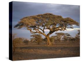 Acacia Tree, Serengeti, Tanzania, East Africa, Africa-Sassoon Sybil-Stretched Canvas