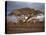 Acacia Tree, Serengeti, Tanzania, East Africa, Africa-Sassoon Sybil-Stretched Canvas