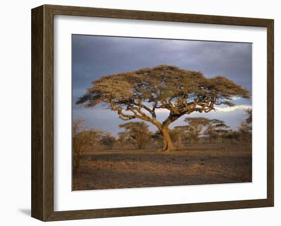 Acacia Tree, Serengeti, Tanzania, East Africa, Africa-Sassoon Sybil-Framed Photographic Print