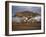 Acacia Tree, Serengeti, Tanzania, East Africa, Africa-Sassoon Sybil-Framed Photographic Print